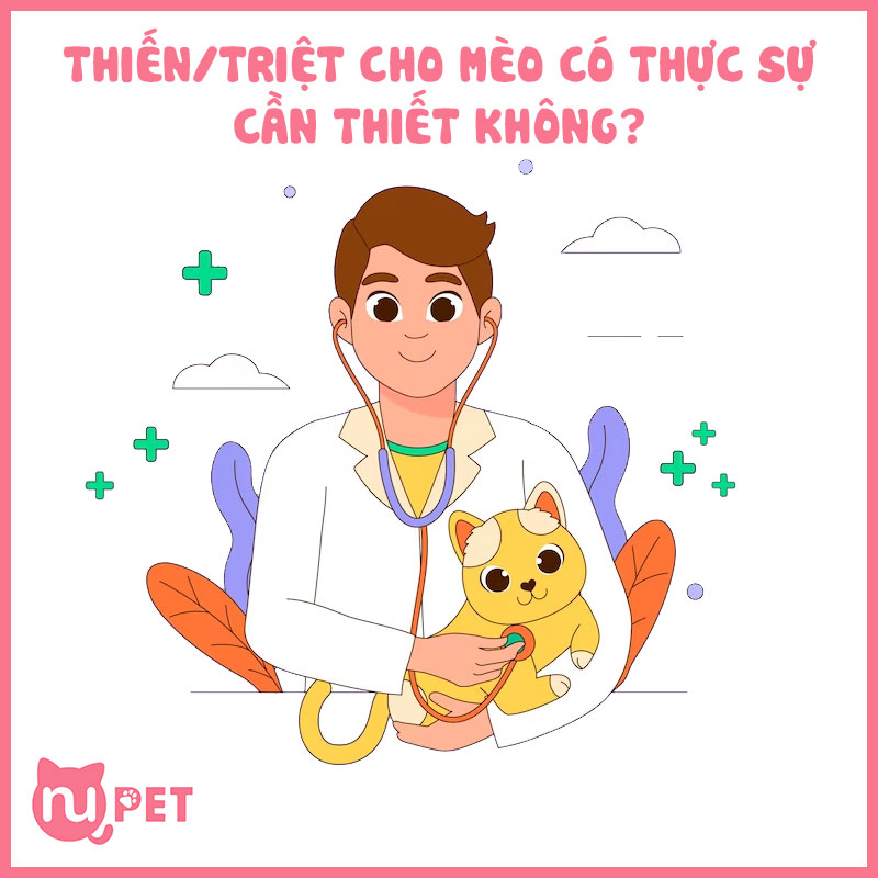 Thiến triệt sản cho mèo có cần thiết không