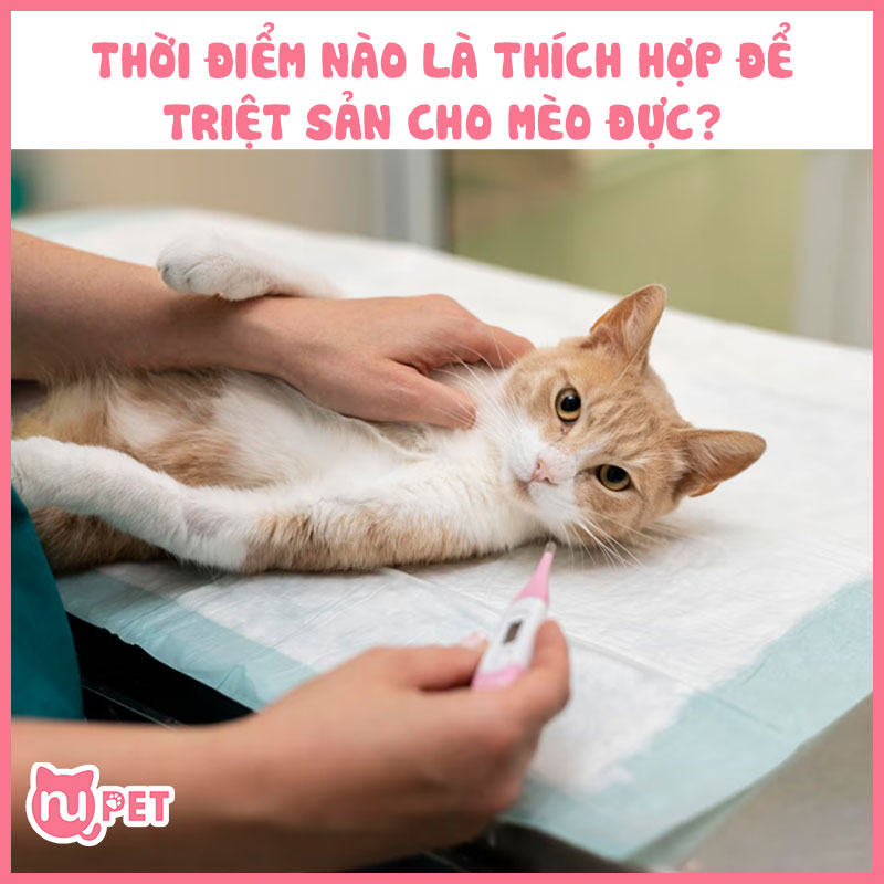 Thời điểm nào thích hợp nhất để triệt sản cho mèo?