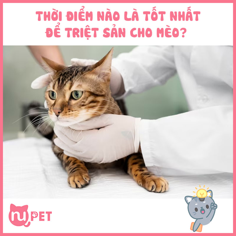 Thời điểm triệt sản tốt nhất cho mèo