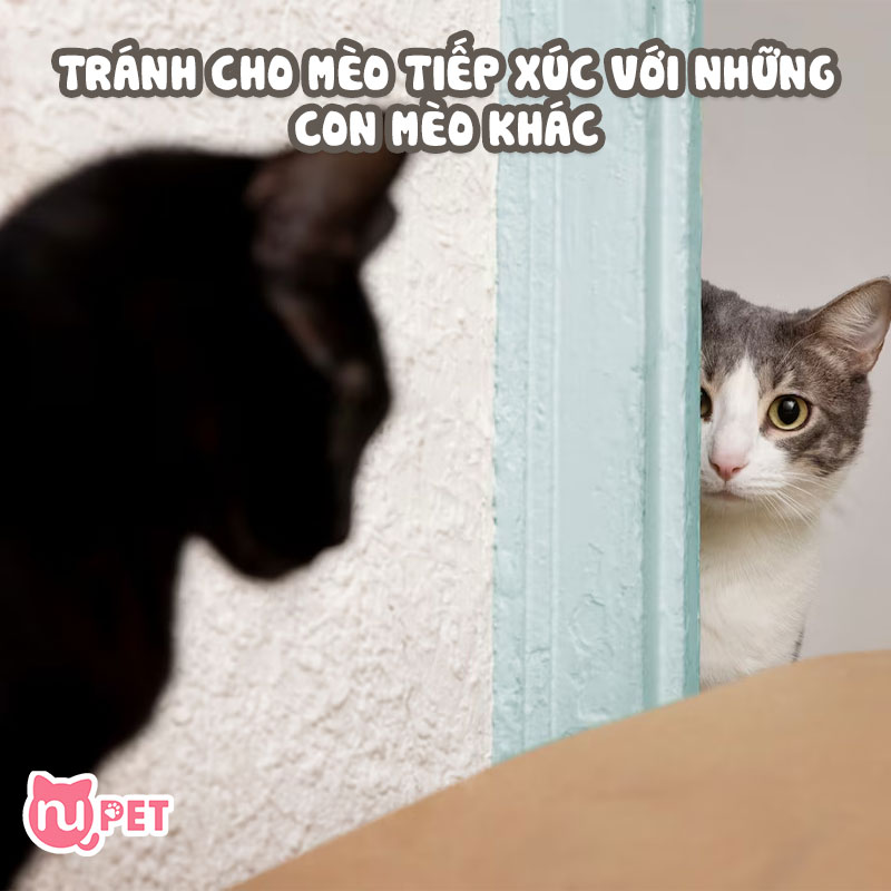 Tránh cho mèo tiếp xúc với những con mèo khác