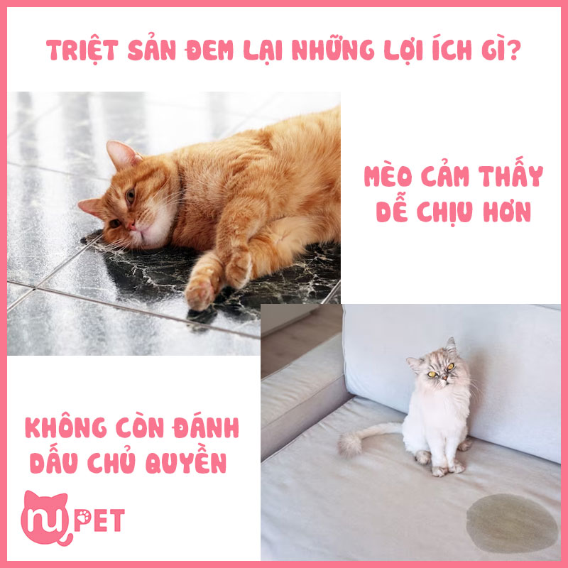 Triệt sản đem lại những lợi ích gì