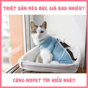 triệt sản cho mèo đực giá bao nhiêu