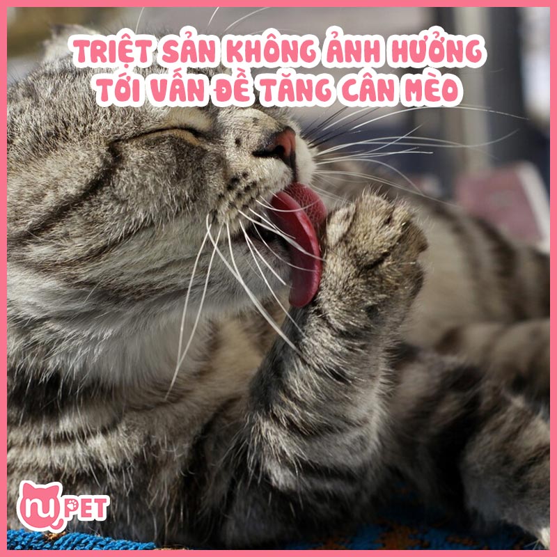 Triệt sản mèo không ảnh hưởng tới tăng cân