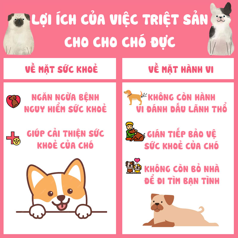 Lợi ích của việc triệt sản cho chó đực