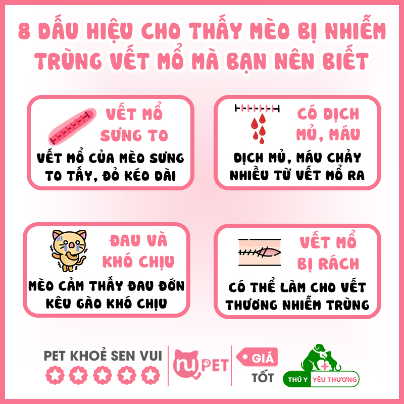 8 Dấu hiệu cho thấy mèo có thể bị nhiễm trùng vết thương