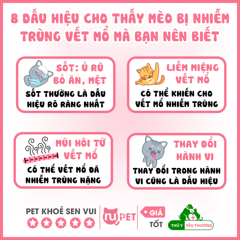 8 dấu hiệu mèo bị nhiễm trùng vết thương 2