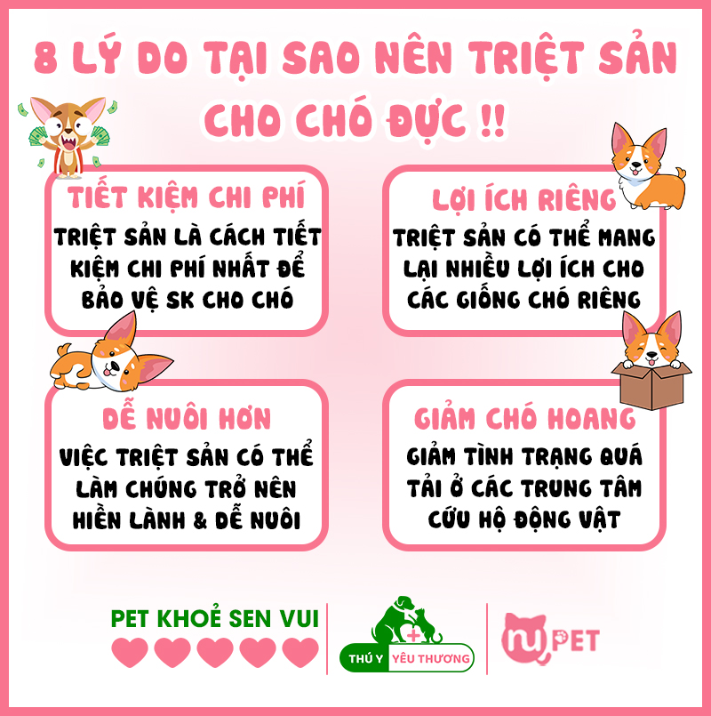 8 lý do tại sao nên triệt sản cho chó đực 2