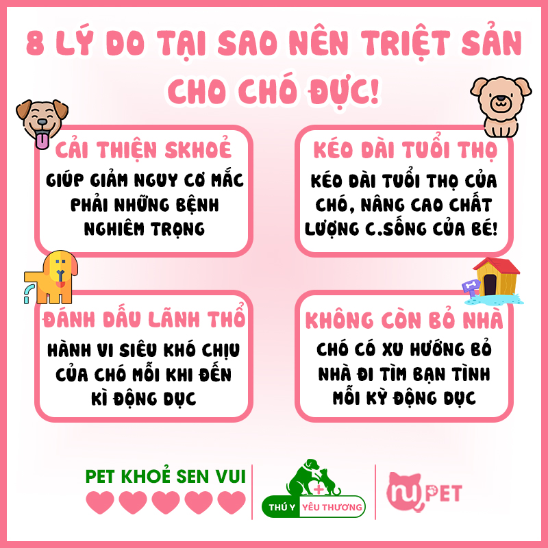 8 lý do tại sao nên triệt sản cho chó đực