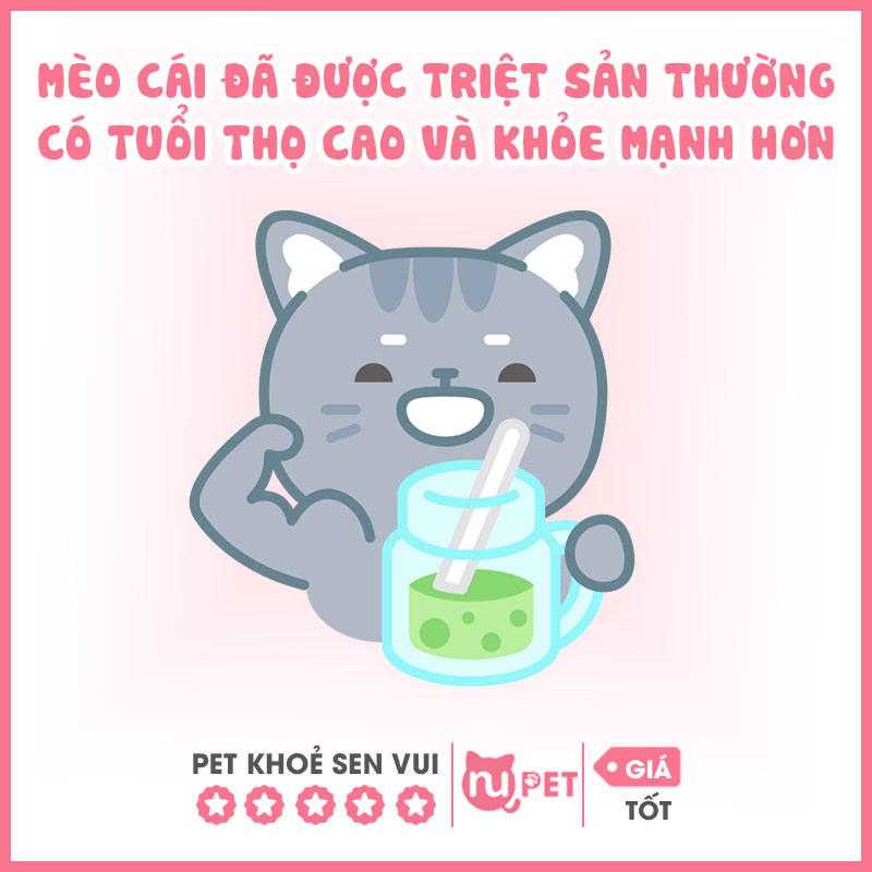 Lý do vì sao nên triệt sản cho mèo cái