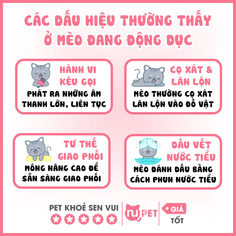 Các dấu hiệu thường thấy ở mèo động dục