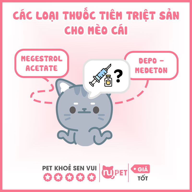 Các loại thuốc tiêm triệt sản cho mèo cái