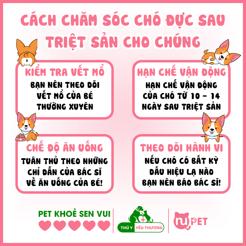 Cách chăm sóc chó đực sau triệt sản