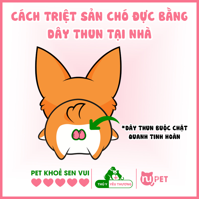 Cách thiến chó đực bằng dây thun