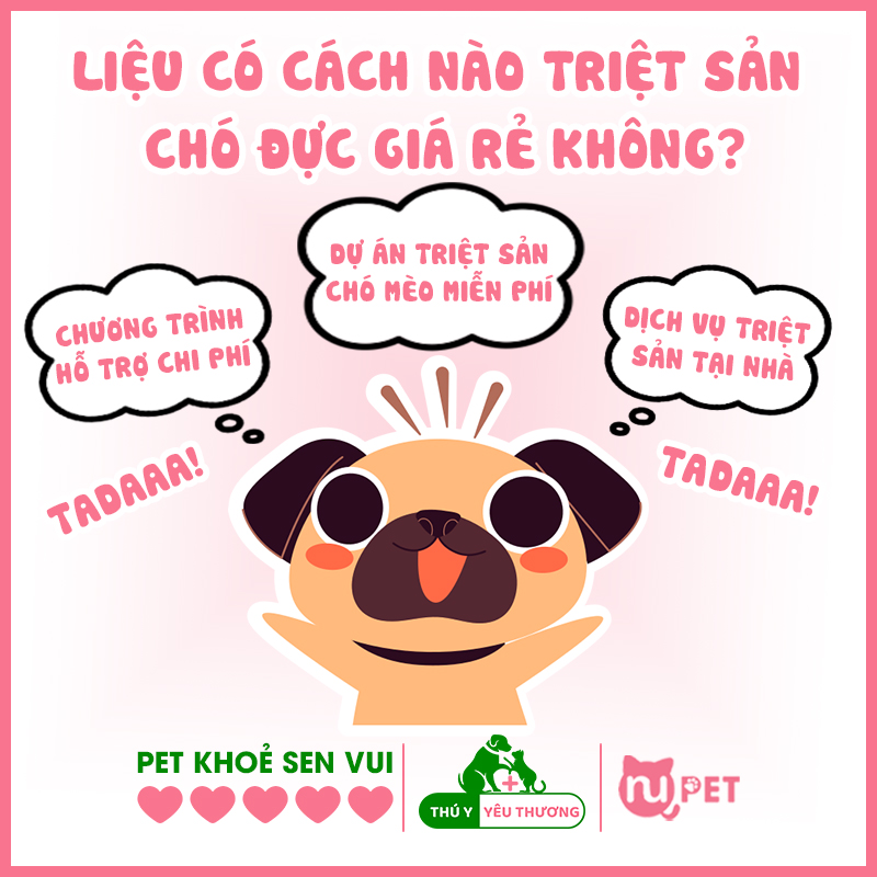 Cách triệt sản cho chó đực giá rẻ