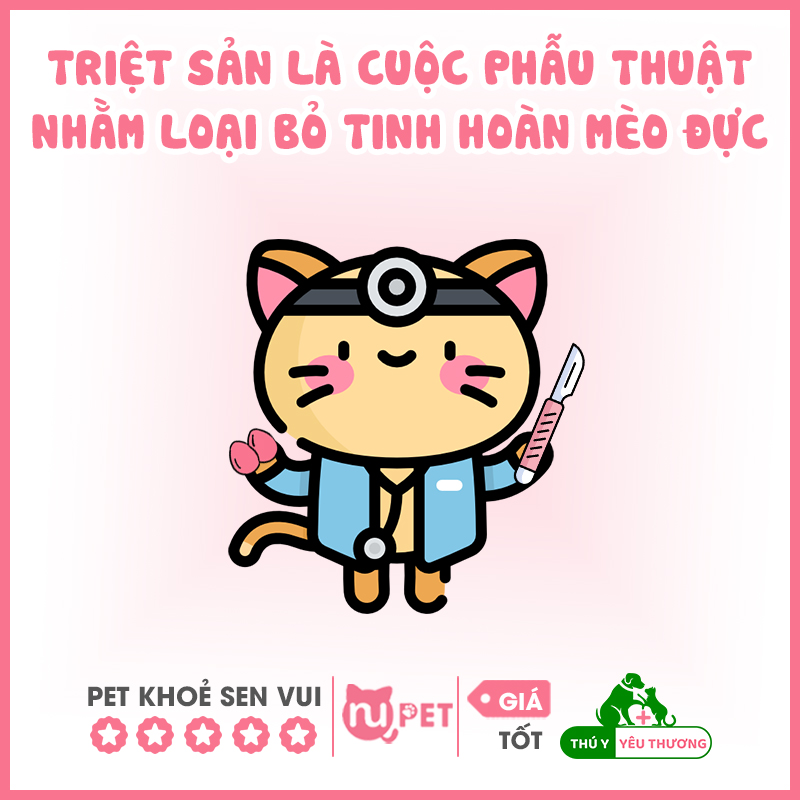 Cách triệt sản mèo đực bằng phương pháp phẫu thuật