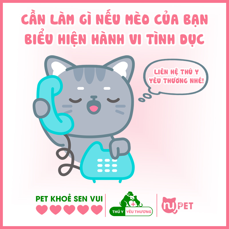 Cần làm gì nếu mèo triệt sản vẫn biểu hiện hành vi tình dục