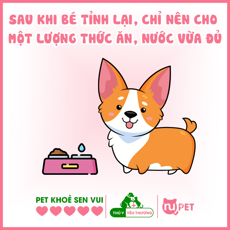 Chỉ nên cho ăn một lượng thức ăn vừa đủ