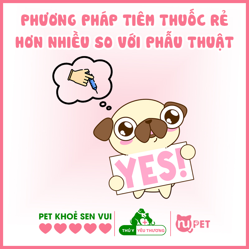 Chi phí triệt sản chó đực bằng thuốc khá rẻ