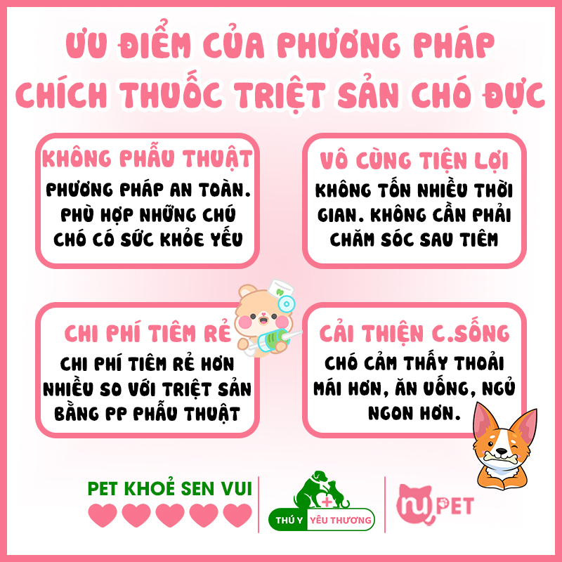 Chích thuốc triệt sản cho chó đực