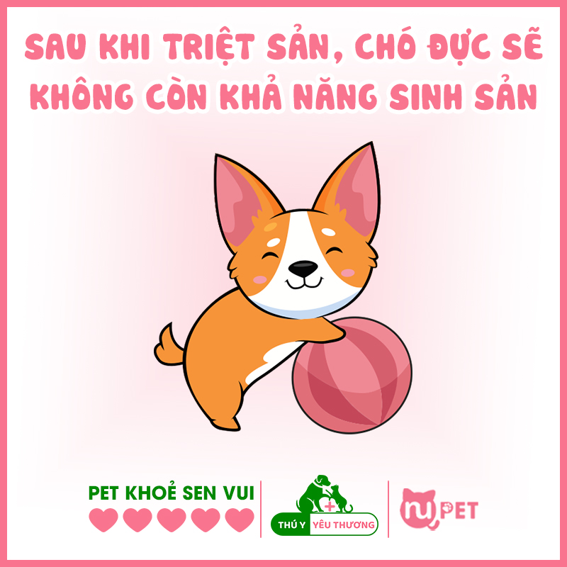 Chó đực sẽ không còn khả năng sinh sản sau khi triệt sản