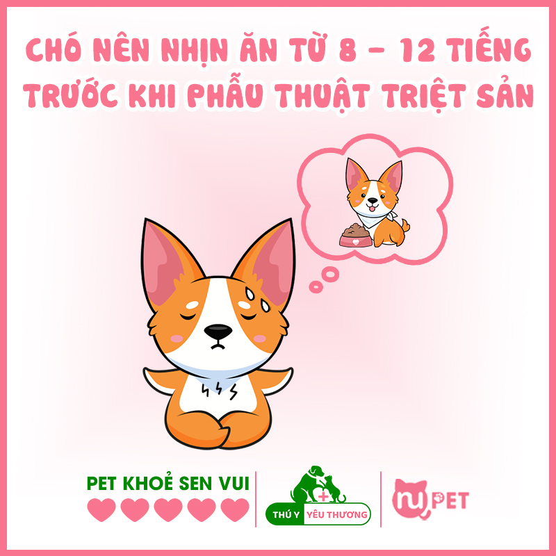 Chó nên được nhịn ăn 8 tiếng trước khi triệt sản