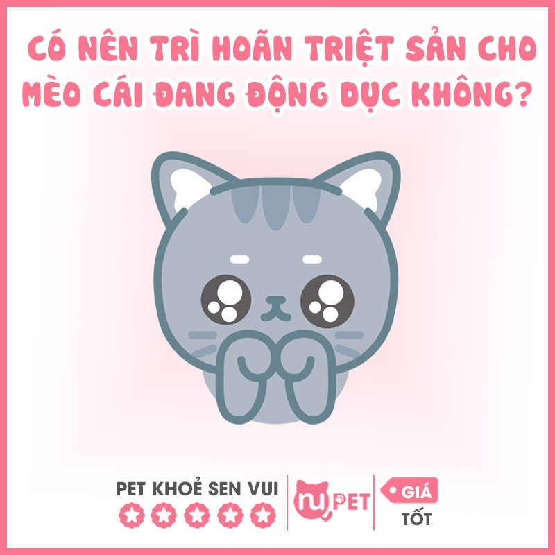 Có nên trì hoãn triệt sản cho mèo cái đang động dục không