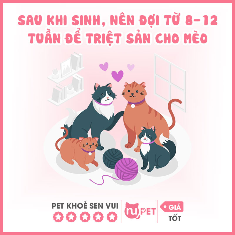 Có nên triệt sản mèo cái sau sinh