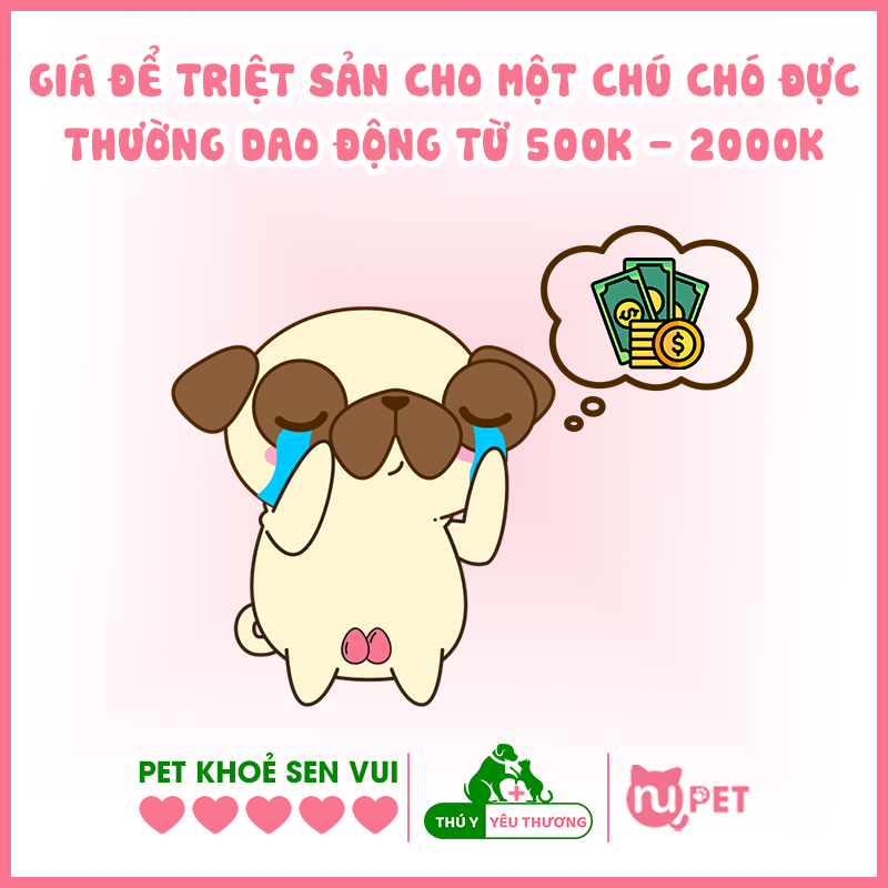 Giá để triệt sản một chú chó đực