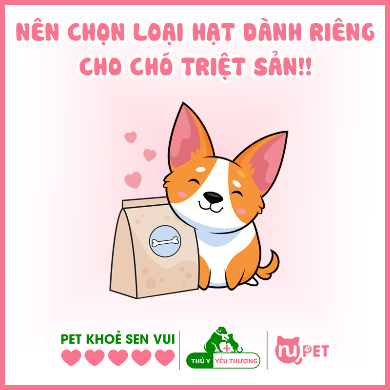 Hạt dành riêng cho chó đực sau triệt sản