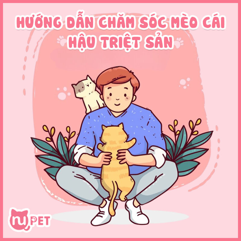 Hướng dẫn chăm sóc cho mèo sau triệt sản