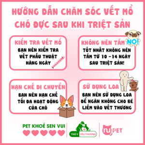 Hướng dẫn chăm sóc vết mổ cho chó sau triệt sản