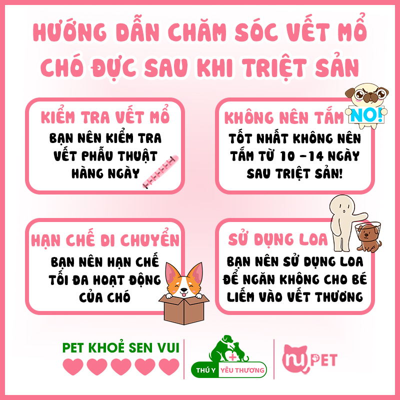 Hướng dẫn chăm sóc vết mổ cho chó sau triệt sản