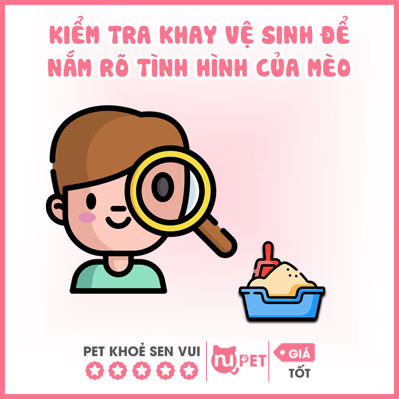 Kiểm tra khay vệ sinh của mèo thường xuyên