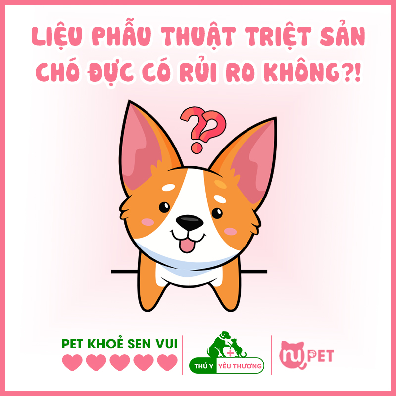 Liệu phẫu thuật triệt sản chó đực có rủi ro không?