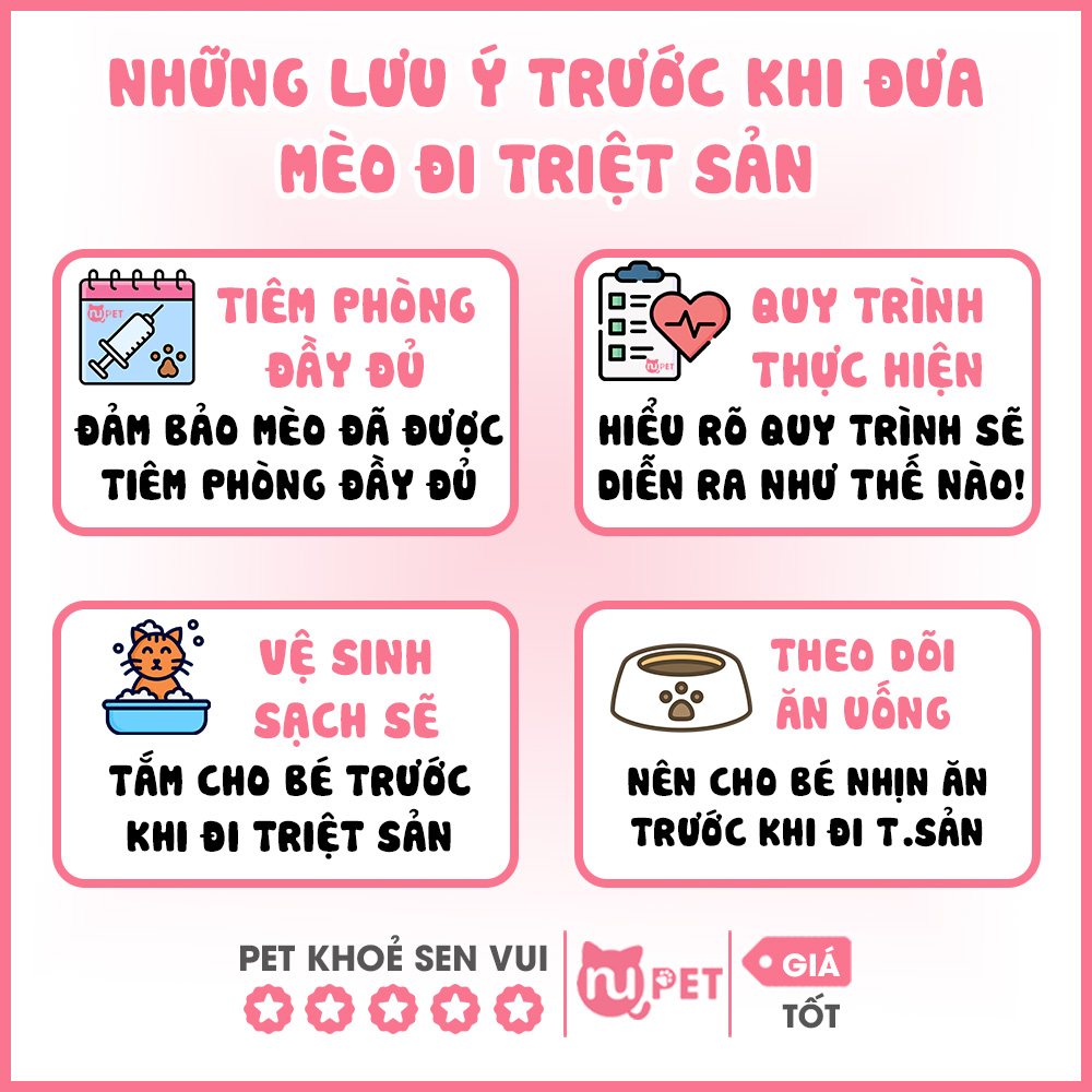 Những lưu ý trước khi đưa mèo cái đi triệt sản