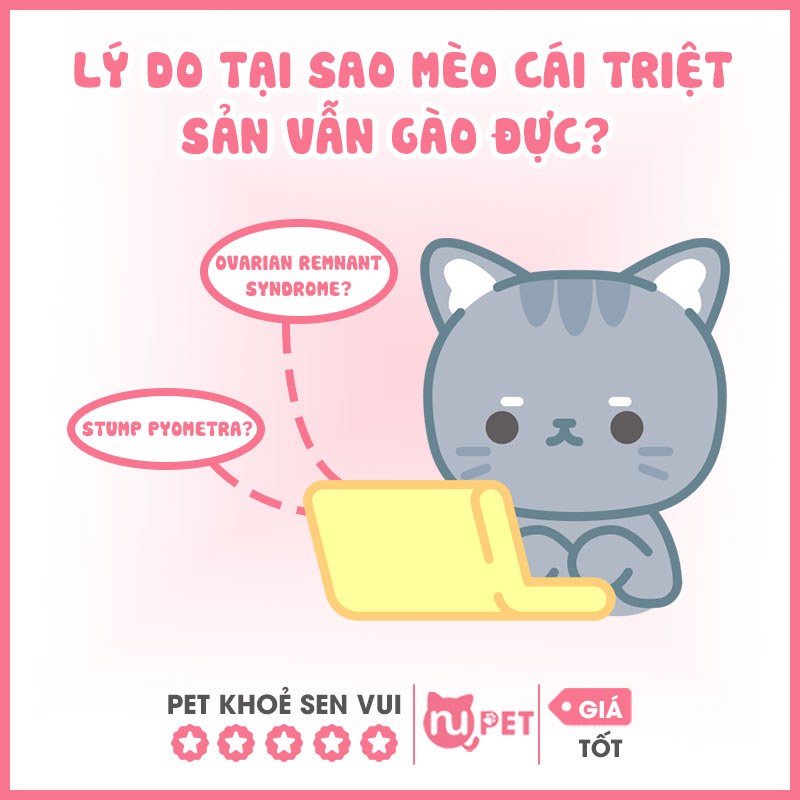 Lý do mèo cái triệt sản vẫn gào đực