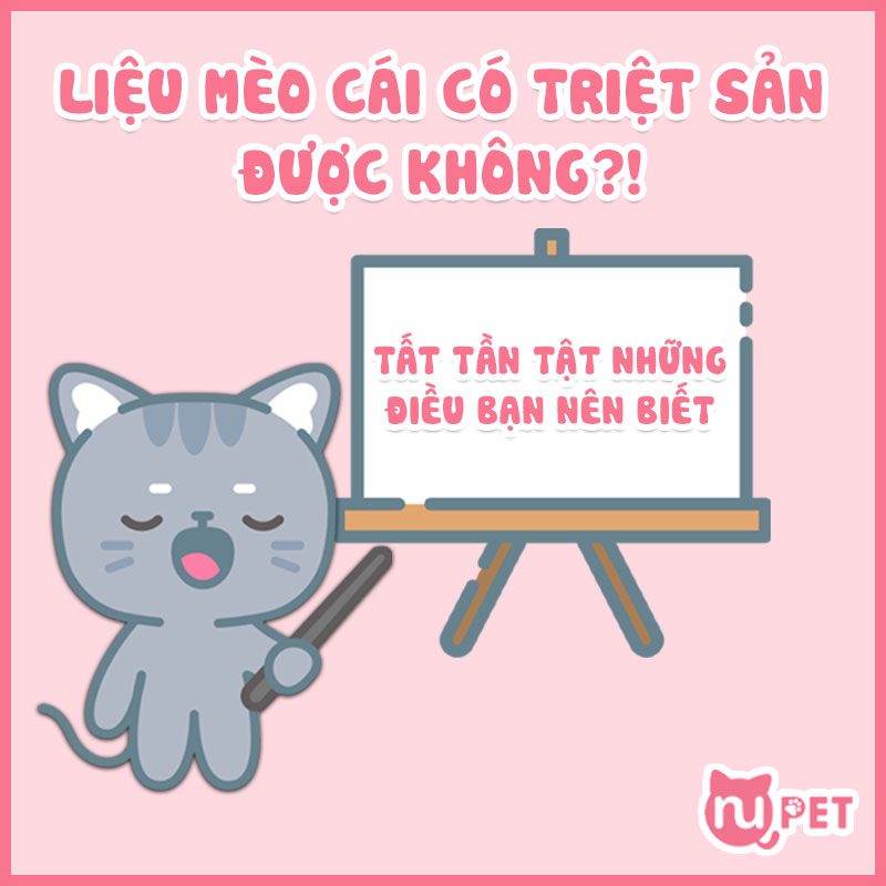 Mèo cái có triệt sản được không