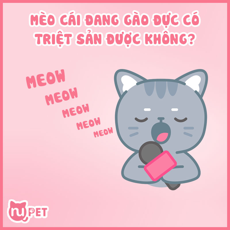 Mèo đang gào đực có triệt sản được không