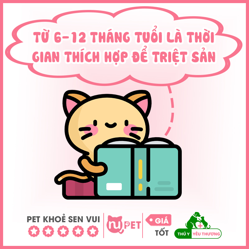 Mèo đực mấy tháng thì triệt sản được an toàn nhất