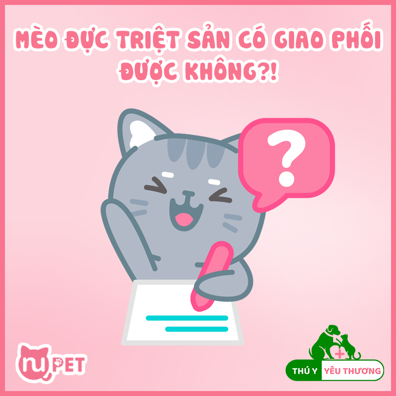 Mèo đực triệt sản có giao phối được không?