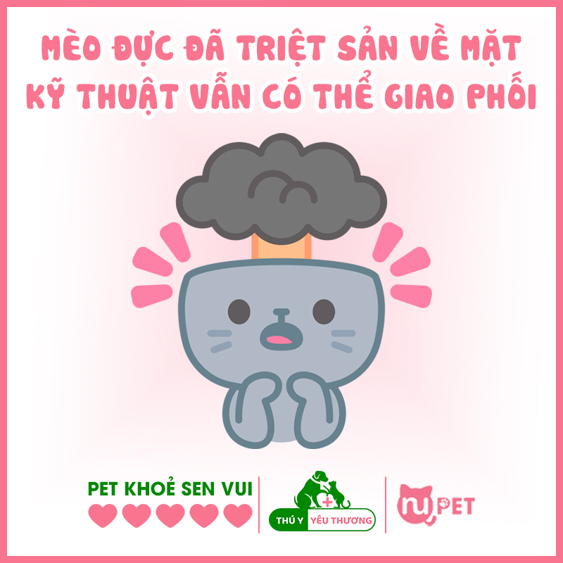 Mèo đực triệt sản vẫn có thể giao phối được