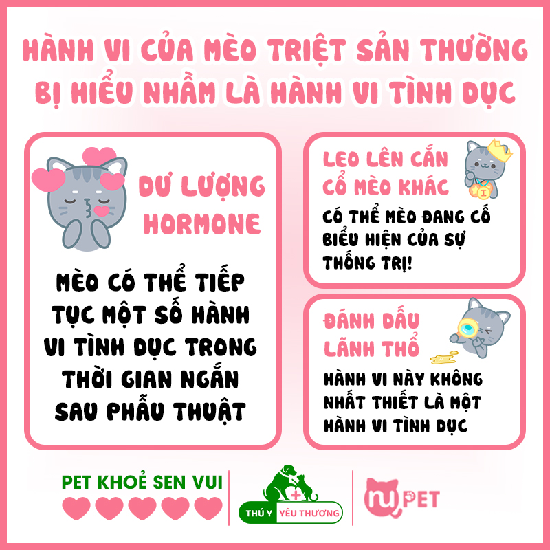 Một số hành vi của mèo triệt sản thường hay bị hiểu nhầm là hành vi tình dục