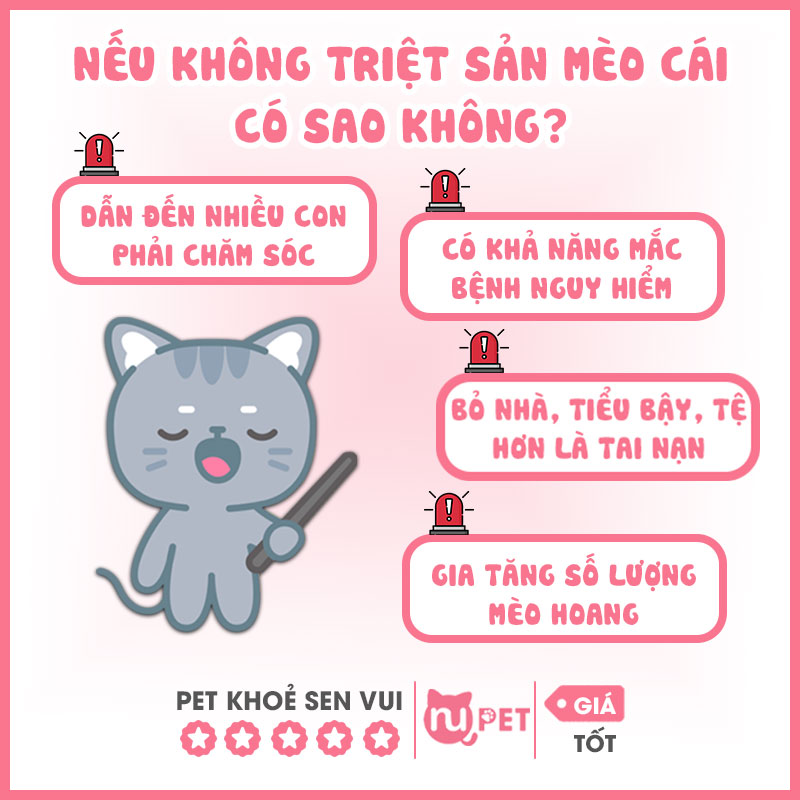 Không triệt sản mèo cái có sao không?