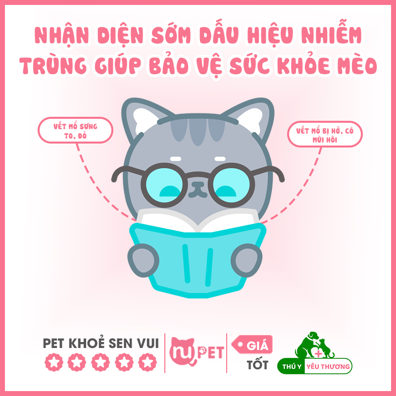 Nhận biết dấu hiệu mèo bị nhiễm trùng vết mổ