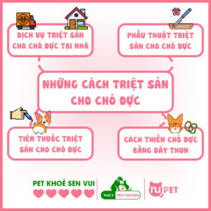 Những cách triệt sản cho chó đực tại nhà hoặc phòng khám