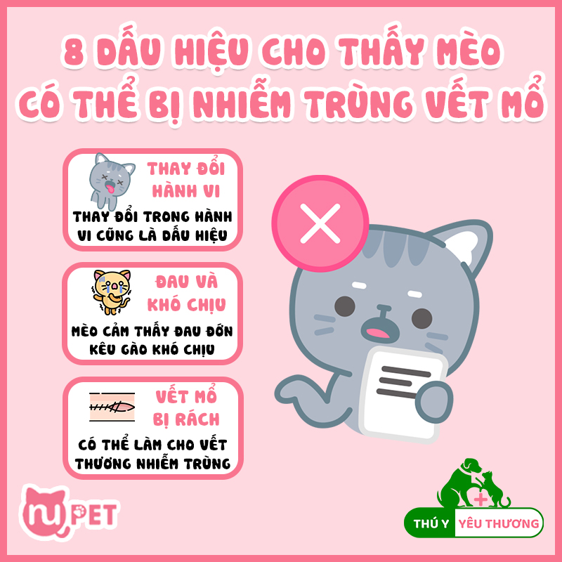 Những dấu hiệu mèo bị nhiễm trùng vết thương