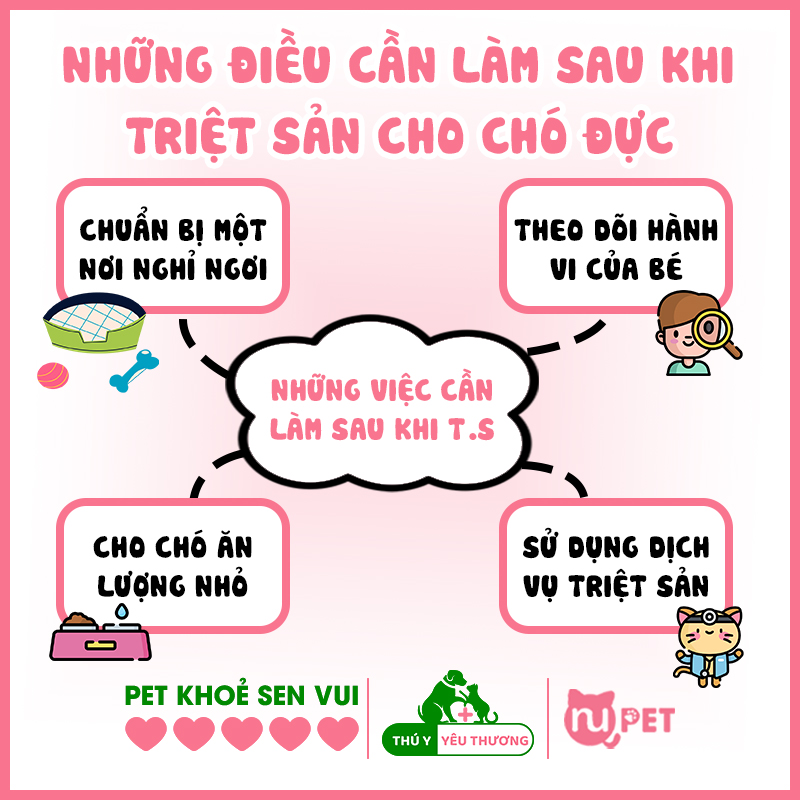 Những việc cần phải làm sau khi triệt sản chó đực