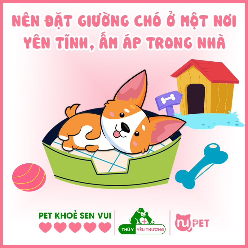 Những điều cần làm sau khi triệt sản chó đực