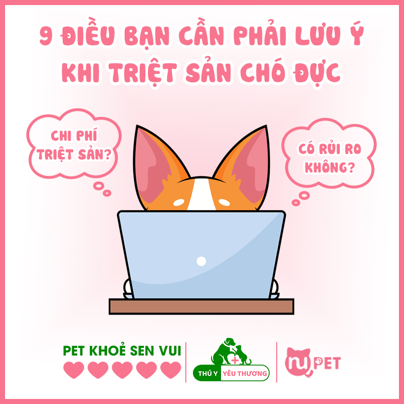 Những điều cần phải lưu ý khi triệt sản chó đực