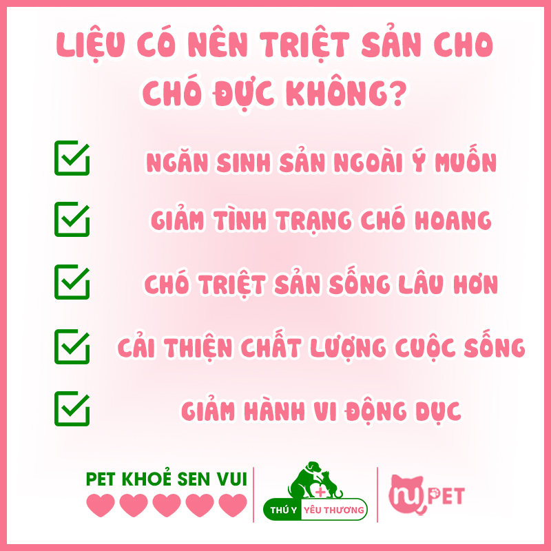 Những lợi ích của việc triệt sản chó đực